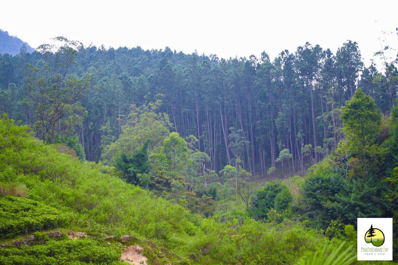 Pine Trees Homestay Nallathanniya Extérieur photo