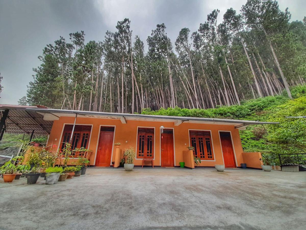 Pine Trees Homestay Nallathanniya Extérieur photo